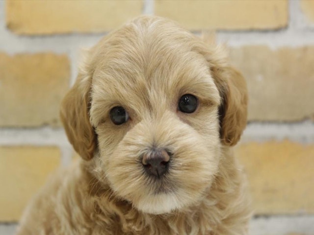 熊本県のハーフ犬 (ペッツワン熊本宇土店/2024年3月18日生まれ/男の子/アプリコット)の子犬